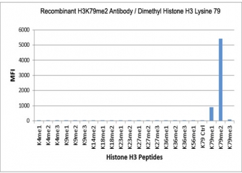 The recombinant H3K79me2 antibody specifically reacts to Histone H3 dimethylated at Lysine 79 (K79me2). Very slightly cross reactivity with monomethylated Lysine 14 (K14me1), and no cross reactivity with unmodified or trimethylated Lysine 79, or other H3 methylations.