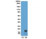 Western blot of recombinant Histone H3.3 (1) and acid extracts of HeLa cells (2) using recombinant H3K79me2 antibody at 0.25 ug/ml showed a band of Histone H3 dimethylated at Lysine 79 (K79me2) in HeLa cells.