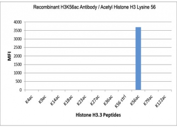 The recombinant H3K56ac antibody specifically reacts to Histone H3 acetylated at Lysine 56 (K56ac). No cross reactivity with unmodified Lysine 56 or other acetylated Lysines in Histone H3.