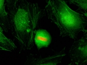 ICC/IF of HeLa cells using recombinant phospho-Histone H4 antibody (red). Actin filaments have been labeled with fluorescein phalloidin (green).
