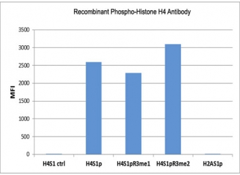 The recombinant phospho-Histone H4 antibody specifically reacts to Histone H4 phosphorylated at Ser1 (H4S1p). The reactivity is not affected by neighboring Arg3 modifications (H4S1pR3me1 and H4S1pR3me2). No cross reactivity with Histone H2A phosphorylated at Ser1 (H2AS1p).