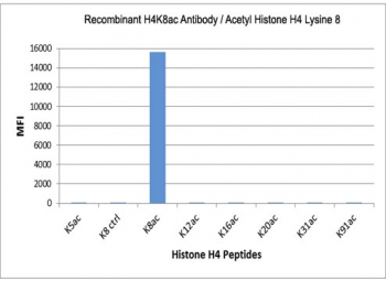 This recombinant H4K8ac antibody specifically reacts to Histone H4 acetylated at Lysine 8 (K8ac). No cross reactivity with unmodified Lysine 8 (K8 ctrl) or other acetylated Lysines.