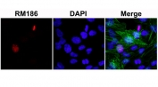 ICC/IF staining of HeLa cells treated with sodium butyrate using recombinant Histone H3 antibody (red). Actin filaments have been labeled with fluorescein phalloidin (green).