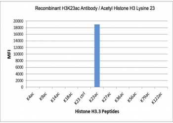 This recombinant H3K23ac antibody specifically reacts to Histone H3 acetylated at Lysine 23 (K23ac). No cross reactivity with unmodified Lysine 23 (K23 ctrl) or other acetylated Lysines.