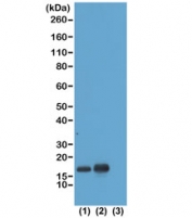 Western blot test of acid extracts of HeLa cells non-treated (1) or treated with sodium butyrate (2) and recombinant Histone H3.3 (3), using recombinant H3K23ac antibody at 1 ug/ml, showed a band of Histone H3 acetylated at Lysine 23 in treated HeLa cells.