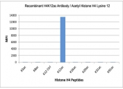 This recombinant H4K12ac antibody specifically reacts to Histone H4 acetylated at Lysine 12 (K12ac). No cross reactivity with unmodified Lysine 16 (K16 ctrl) or acetylated Lysines in Histone H4.