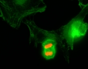ICC/IF of HeLa cells using recombinant phospho-Histone H3 antibody (red). Actin filaments have been labeled with fluorescein phalloidin (green).