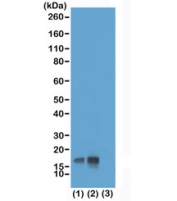 Western blot test of acid extracts of HeLa cells non-treated (1) or treated (2) with Nocodazole, and recombinant Histone H3.3 (3), using recombinant phospho-Histone H3 antibody at 0.1 ug/ml, showed a band of Histone H3 phosphorylated at Threonine 3 in HeLa cells.