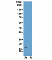 Western blot test of acid extracts of HeLa cells (1) and recombinant Histone H3.3 (2), using recombinant H3K9me3/S10p antibody at 0.01 ug/ml, showed a band of Histone H3 modified by both trimethylation at Lysine 9 and phosphorylation at Serine 10 (K9me3/S10p) in HeLa cells.