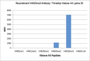 This recombinant H4K20me3 antibody specifically reacts to Histone H4 trimethylated at Lysine 20 (K20me3). May slightly cross react to dimethylated Lysine 20 (K20me2) at higher concentrations. No cross reactivity with non-modified or monomethylated Lysine 20 (K20me1), or other methylations in Histone H4.