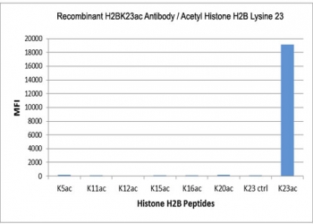 This recombinant H2BK23ac antibody specifically reacts to Histone H2B acetylated at Lysine 23 (K23ac). No cross reactivity with acetylated Lysine 5 (K5ac), 11 (K11ac), 12 (K12ac), 15 (K15ac), 20 (K20ac), or non-modified Lysine 23 in Histone H2B.