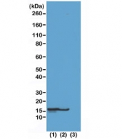 Western blot test of (1) acid extracts of HeLa cells treated with sodium butyrate, (2) acid extracts of HeLa cells untreated, and (3) recombinant Histone H2B, using recombinant H2BK23ac antibody at 0.5 ug/ml.