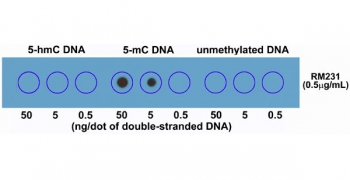 Direct ELISA of HeLa cell genomic DNA using recombinant 5mC antibody. The plate was directly coated with different concentrations of genomic DNA isolated from HeLa cells. RM231 mAb at 1 ug/ml or 3 ug/ml was used as the primary, and anti-rabbit IgG HRP as secondary.