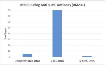MeDIP was performed using recombinant 5mC antibody at a 2:1 DNA:Ab ratio. 1 ng of unmethylated, 5-Methylcytosine (5-mC) or 5-Hydroxymethylcytosine (5-hmC) DNA standard (897 bp) was spiked in 1ug of genomic DNA isolated from HeLa cells as the control. Realtime PCR was then performed to determine the capture of DNA standard as in % of input.