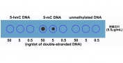 Dot blot of double stranded DNA using recombinant 5mC antibody. The membrane was pre-spotted with 50, 5, and 0.5 ng/dot of double stranded 5-Hydroxymethylcytosine (5-hmC) DNA, 5-Methylcytosine (5-mC) DNA, and unmethylated DNA. The pre-spotted membrane was then blotted with RM231 mAb.