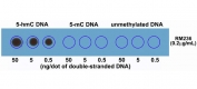 Dot blot of double stranded DNA using recombinant 5hmC antibody. The membrane was pre-spotted with 50, 5, and 0.5 ng/dot of double stranded 5-Hydroxymethylcytosine (5hmC) DNA, 5-Methylcytosine (5mC) DNA, and unmethylated DNA. The pre-spotted membrane was then blotted with RM236 mAb.