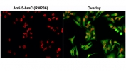 ICC/IF staining of HeLa cells using 0.5ug/ml of recombinant 5hmC antibody (red). Actin filaments was labeled with fluorescein phalloidin (green). HeLa cells were fixed with 4% paraformaldehyde and permeabilized with methanol (−20oC) before treatment with 2 N HCl for 30 min at 37oC to denature DNA.
