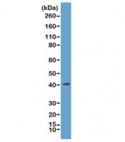 Western blot of acid extracts from K562 cells, using recombinant MacroH2A.1 antibody at 1 ug/ml. Predicted molecular weight ~40 kDa.