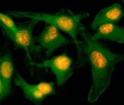 ICC/IF of HeLa cells using recombinant Histone H2B antibody (red). Actin filaments have been labeled with fluorescein phalloidin (green).