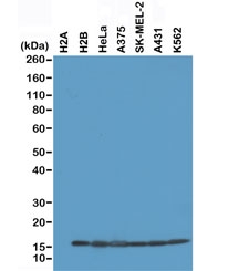 Western blot of recombinant Histone H2A protein, H2B protein and whole cell lysates of human HeLa, A375, SK-MEL-2, A431, and K562 cells using recombinant Histone H2B antibody at 0.2 ug/ml.~