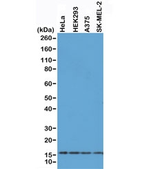 Western blot of A375, HEK293, HeLa and SK-MEL-2 whole cell lysates using recombinant Histone H2AX antibody at 0.5 ug/ml. Predicted molecular weight ~15 kDa.~