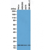 Western blot of A375, HEK293, HeLa and SK-MEL-2 whole cell lysates using recombinant Histone H2AX antibody at 0.5 ug/ml. Predicted molecular weight ~15 kDa.