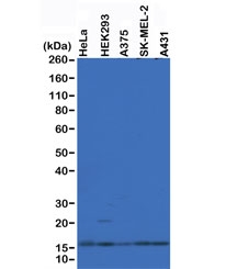 Western blot of A375, HEK293, HeLa, SK-MEL-2 and A431 whole cell lysates using recombinant Histone H2AZ antibody at 0.5 ug/ml.~