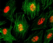 ICC/IF of HeLa cells using recombinant Histone H3 antibody (red). Actin filaments have been labeled with fluorescein phalloidin (green).