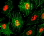 ICC/IF of HeLa cells using recombinant Histone H3 antibody (red). Actin filaments have been labeled with fluorescein phalloidin (green).