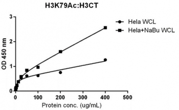Sandwich ELISA against acetylated Histone H3 at Lys 79 using HeLa whole cell lysate, treated or untreated with sodium butyrate, using <a href=../tds/recombinant-h3k79ac-antibody-rabbit-monoclonal-acetyl-histone-h3-lysine-79-rm156-r20206>anti-H3K79ac</a> (RM156, 5 ug/ml) as the capture antibody and biotinylated recombinant Histone H3 antibody (RM188, 1 ug/ml) as the detect.
