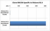 This recombinant Histone H3.3 antibody reacts specifically to Histone H3.3. No cross reactivity with H3.1.