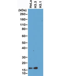Western blot of HeLa whole cell lysate, recombinant Histone H3.3 and Histone H3.1 proteins, using recombinant Histone H3.3 antibody at 1 ug/ml.~