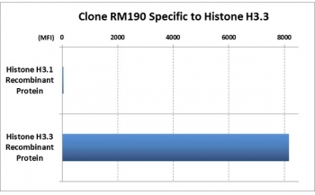 This recombinant Histone H3.3 antibody reacts specifically to Histone H3.3. No cross react