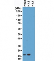 Western blot of HeLa whole cell lysate, recombinant Histone H3.3 and Histone H3.1 proteins, using recombinant Histone H3.3 antibody at 1 ug/ml.