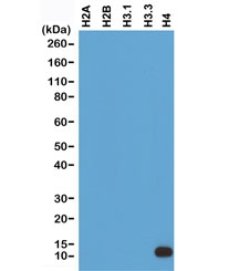 Western blot test of recombinant Histone H2A, H2B, H3.1, H3.3 and H4 proteins using recombinant Histone H4 antibody at 0.2 ug/ml.