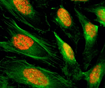 ICC/IF of HeLa cells using recombinant Histone H4 antibody (red). Actin filaments have been labeled with fluorescein phalloidin (green).