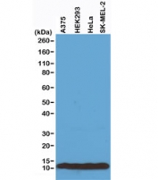 Western blot of A375, HEK293, HeLa and SK-MEL-2 whole cell lysates using recombinant Histone H4 antibody at 0.2 ug/ml.