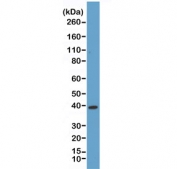 Western blot of human HeLa lysate using recombinant p38 antibody at 1:1000. Predicted molecular weight ~38 kDa.