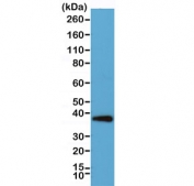 Western blot testing of human HeLa cell lysate with recombinant Synaptophysin antibody. Predicted molecular weight: 34-38 kDa.