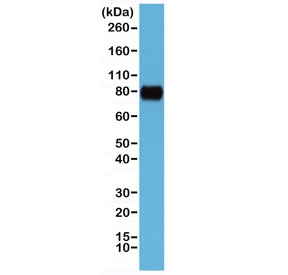 Western blot testing of human HeLa cell lysate with recombinant CD44 antibody at 1:1000. Predicted molecular weight ~81kDa.~