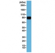 Western blot testing of human HeLa cell lysate with recombinant CD44 antibody at 1:1000. Predicted molecular weight ~81kDa.