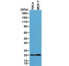 Western blot of human HeLa and MCF7 cell lysate using recombinant Smac antibody at 1:1000. Predicted molecular weight: 21~27 kDa.~