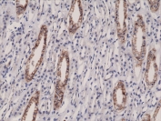 IHC testing of FFPE human kidney tissue with recombinant JAM-A antibody at 1:10,000.
