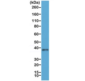 Western blot of human 293 cell lysate using recombinant JAM-A antibody at 1:250. Observed molecular weight 35-43 kDa depending on glycosylation level.~