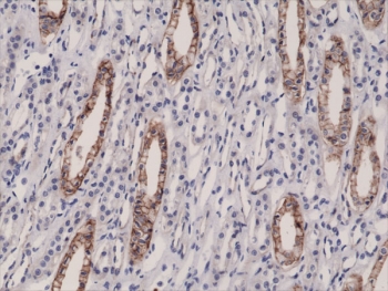 IHC testing of FFPE human kidney tissue with recombinant JAM-A antibody at 1:10,000