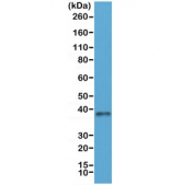 Western blot of human 293 cell lysate using recombinant JAM-A antibody at 1:250. Observed molecular weight 35-43 kDa depending on glycosylation level.
