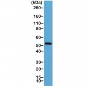 Western blot of human Jurkat lysate using recombinant Cyclin B1 antibody at 1:1000. Predicted molecular weight: 48-60 kDa.