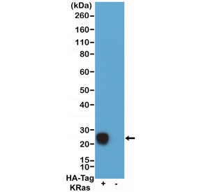 Western blot of 293T cells transfected (+) or non-transfected (-) with a DNA construct encoding HA-Tag KRas fusion protein, using recombinant HA Tag Chimeric Human antibody at 0.1 ug/ml, followed by a HRP conjugated anti-Human IgG secondary.~