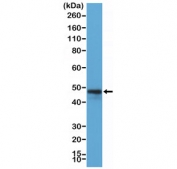 Western blot testing of Raji cell lysate with recombinant CD79a antibody at 1:200 dilution. Expected molecular weight: 25-47 kDa depending on glycosylation level.