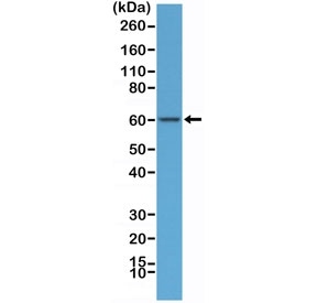 Western blot testing of human HeLa cell lysate with recombinant AMPK alpha 1 antibody at 1:100 dilution. Predicted molecular weight ~64 kDa.~